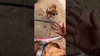 Iske liye rasta mein gadi rok Di dogs kindnessact hyderabad [upl. by Eitac]