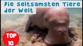 Die 10 seltsamsten Tiere der Welt [upl. by Georgeta]