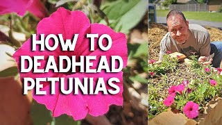 ✂ How to Deadhead Petunias shorts ✂ [upl. by Enortna64]