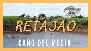 RETAJAO  CAÑO DEL MEDIO Arreo de ganado Llanos de Venezuela y Colombia Videos llaneros Campo [upl. by Maleen]