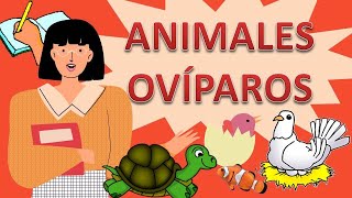 🐣🐠🐌🐝 ANIMALES OVÍPAROS PARA NIÑOS 🐧🐜🐍🐸🐢 ADEMÁS INFORMACIÓN SOBRE VIVÍPAROS Y OVIVÍPAROS [upl. by Burny867]