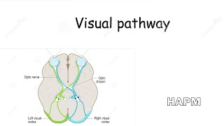 Dr Najeeb  Visual pathway [upl. by Sakmar]