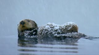 Otter Loses Cub in Freezing Waters  Spy In The Snow  BBC Earth [upl. by Roley]