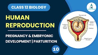 Pregnancy amp Embryonic Development  Parturition class 12 Biology  Human Reproduction  NEET Biology [upl. by Arretak869]