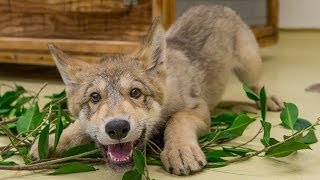 Cute Baby Wolf Puppy Playing at the San Diego Zoo [upl. by Hazlip611]