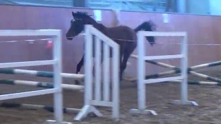 CassilanoJuventus gelding  2012 for sale [upl. by Also]