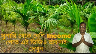 অধিক Income করার জন্য সুপারি চাষের সঠিক পদ্ধতি। betel nut [upl. by Ladnek816]