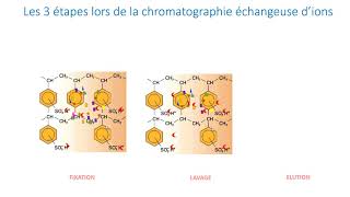 La chromatographie d’échanges d’ions [upl. by Recha646]