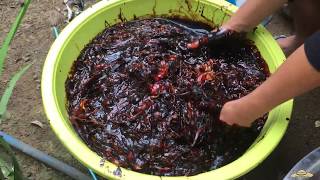 v87 Making Homemade BioFertilizer Step by Step Using FISH Parts  Pampataba ng Tanim at Lupa [upl. by Dnumsed380]