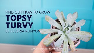 Find out the best care techniques for Echeveria runyonii ‘Topsy Turvy’ [upl. by Mohsen185]