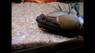 Crayfish taking its shell off [upl. by Sabrina]