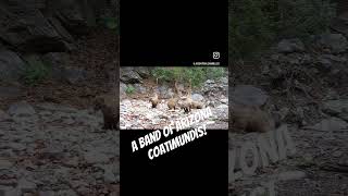 The Arizona Coatimundi Caught On Trail Cam by jasontrailcammiller [upl. by Sumner]