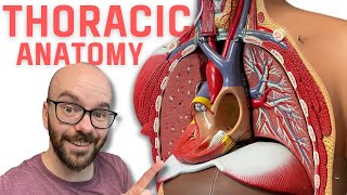 Thoracic Region Anatomy  Every Chest Cavity Structure Labeled [upl. by Oinesra]