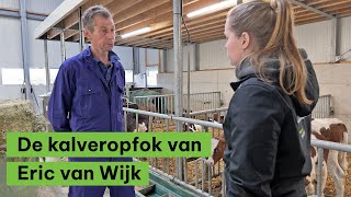 De kalveropfok van Eric van Wijk  BoerENverstand [upl. by Nesbitt]