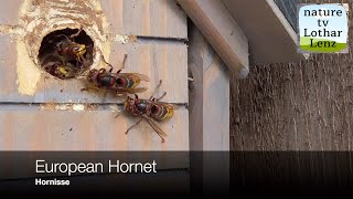 European hornets at nest entrance Hornissen am Nest [upl. by Peirsen]