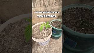 Idéia de Tutoramento para Tomateiro tomate fruticultura agricultura [upl. by Gilead]