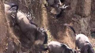 Wildebeest Herd Crossing the Mara River in Tanzania [upl. by Anaeerb]