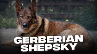 Gerberian Shepsky Your Complete Guide to This Great Guard Dog [upl. by Balough]