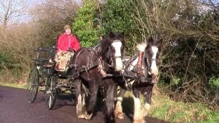 How to Hitch Up A 4Wheel Horse Carriage – Flora’s First Trip [upl. by Idnil772]