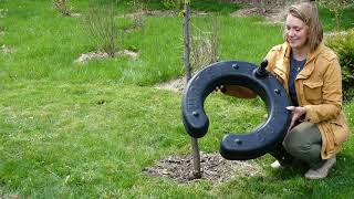 Watering newly planted trees [upl. by Anoirb]