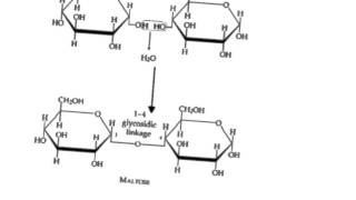 Carbohydrate structure and function [upl. by Atikel477]