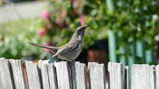 Little wattlebird [upl. by Rudman]