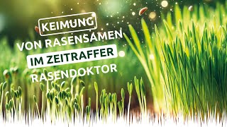 Keimung von Rasensamen im Zeitraffer  Rasendoktor [upl. by Ambur]