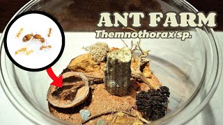 My ANTS just got a NEW ANT FARM Temnothorax sp [upl. by Blus197]