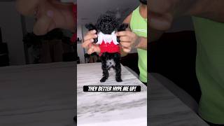 They better hype me up puppy poodle cute shorts toypoodle trending [upl. by Milty477]