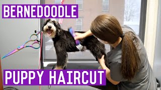 Mini Bernedoodle Grooming  Puppy Gets A Haircut I Dog Grooming [upl. by Haret858]