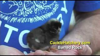 Barred Plymouth Rock Chicken Breed  Cackle Hatchery [upl. by Miki]