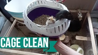 Gerbil Cage Cleaning [upl. by Saire]