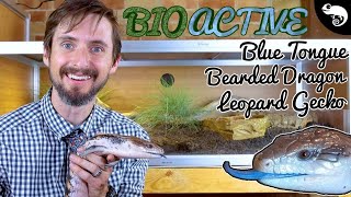 Experimental BIOACTIVE Enclosure For Blue Tongues Leopard Geckos Bearded Dragons etc [upl. by Arne]