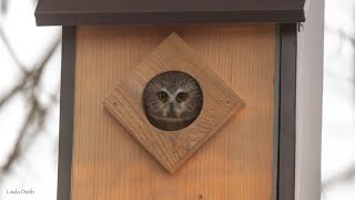 Owlcam Sawwhet owls Feb 1 2024 live stream [upl. by Lea574]