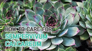 BEST TIPS  HOW TO CARE FOR SEMPERVIVUM CALCAREUM  CALCAREOUS HOUSELEEK CARE GUIDE [upl. by Ania]