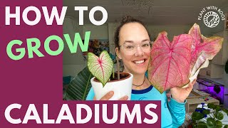 Caladiums How to grow them from bulbstubers  Plant with Roos [upl. by Orecul]