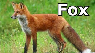 Fox Sounds Fox Pictures  The Sound A Fox Makes  Animal Sounds [upl. by Schober]