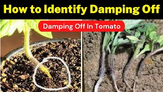 How to Identify Damping Off In Tomato Full Management  Damping Off  Krishi Network [upl. by Durning]