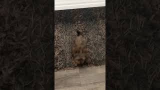 Clever yorkie puppy doing amazing tricks 😍 yorkshireterrier puppytraining [upl. by Odilia470]