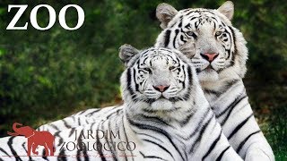 Lisbon Zoo  Portugal HD [upl. by Alban]