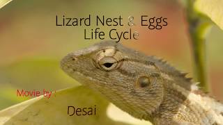 Lizard Nest amp Eggs Life Cycle [upl. by Ativla]