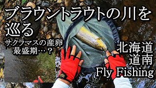 道南・ブラウントラウトの川を巡る【 北海道 外来種 釣り 】 [upl. by Atiana626]