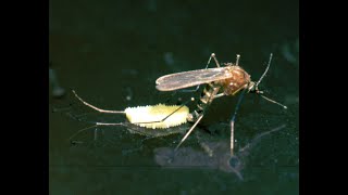 How do mosquitoes reproduce  Just Earth [upl. by Stormie745]