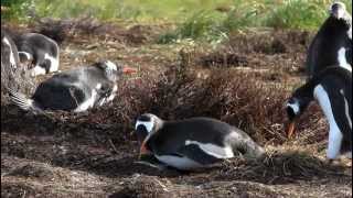 Gentoo Penguins Courtship Behavior [upl. by Mendelson292]