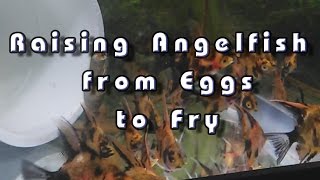 Raising Angelfish from eggs to fry [upl. by Ecnerwaled]