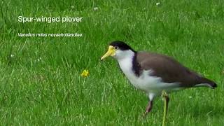 Spurwinged Plover Vanellus miles novaehollandiae [upl. by Jit414]