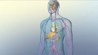 How Medications Reach Their Target Sites Within Your Body [upl. by Phelia518]