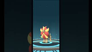 Litleo evolving to pyroar  Pokemon Ranger [upl. by Liahcim]