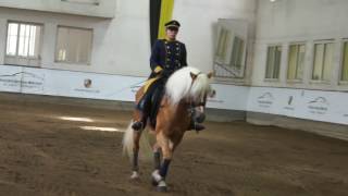 HaflingerEinzeldressur Weltsiegerhengst „Stainz“ vom Fohlenhof Ebbs  Café Reitschule München [upl. by Catina976]