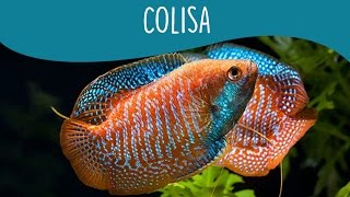 Colisa  Minha Fauna [upl. by Scrivens409]